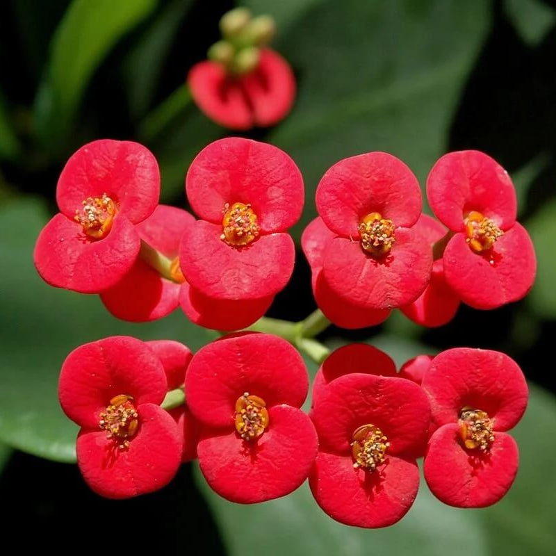 Euphorbia Milii plant