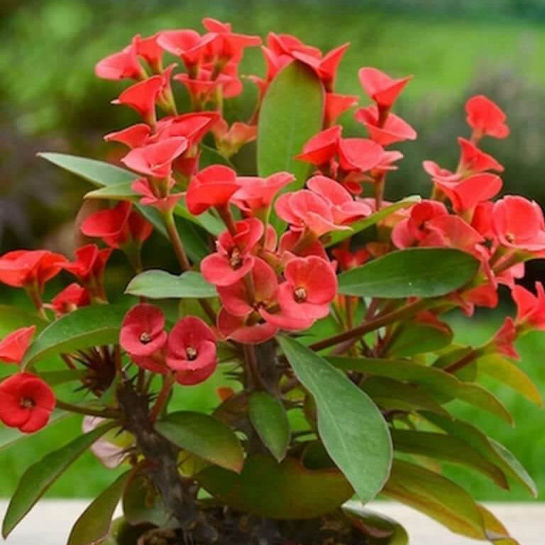 Euphorbia Milii plant