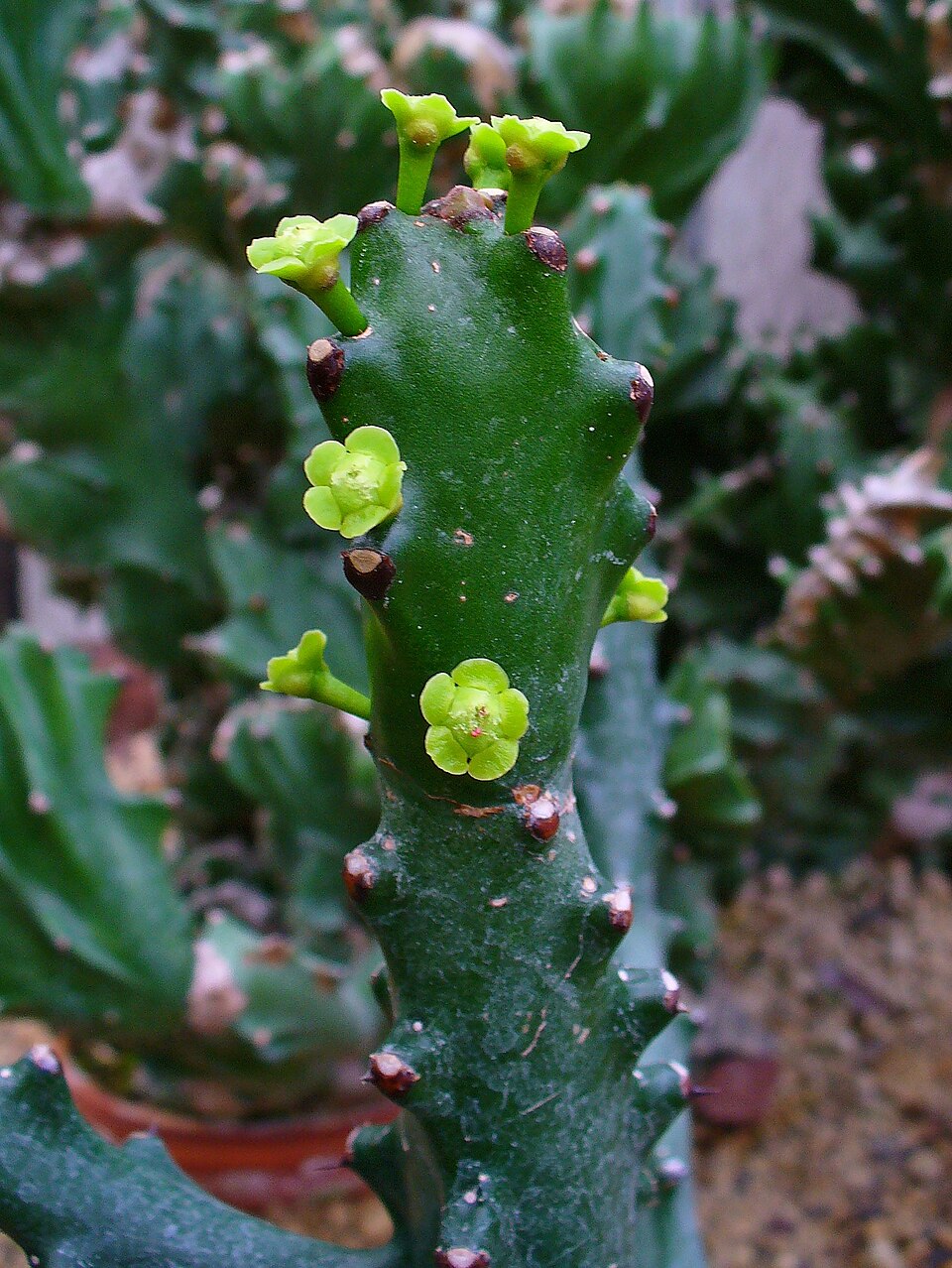 Euphorbia Mayurnathanii flower seeds