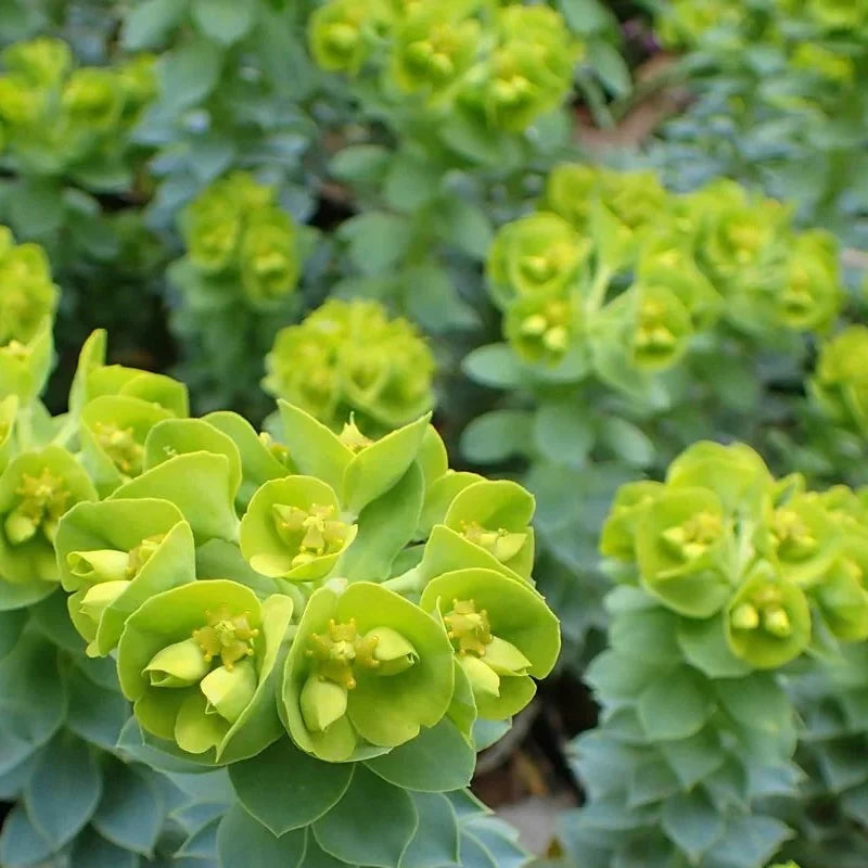 Green Euphorbia flower seeds