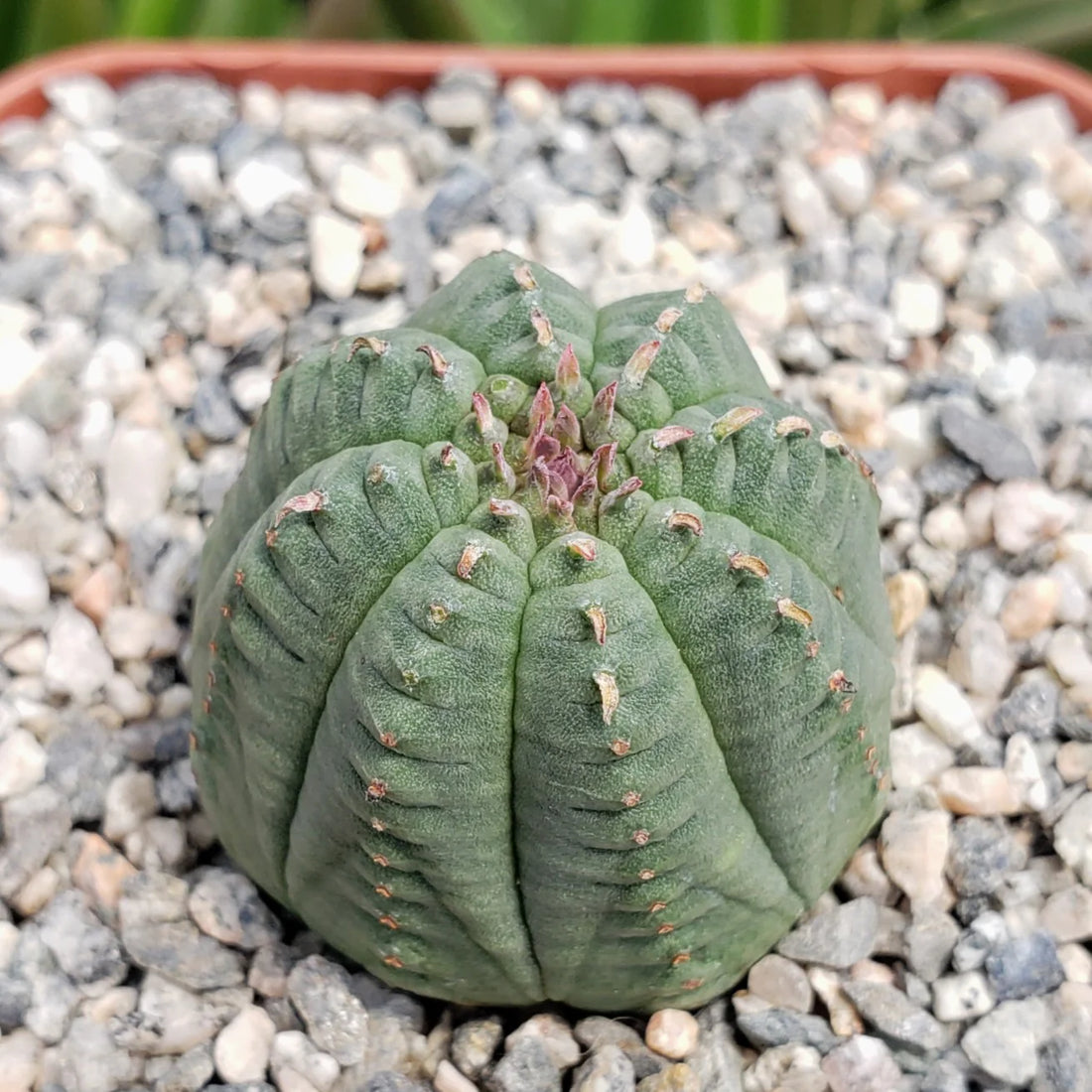 Green Euphorbia flower seeds