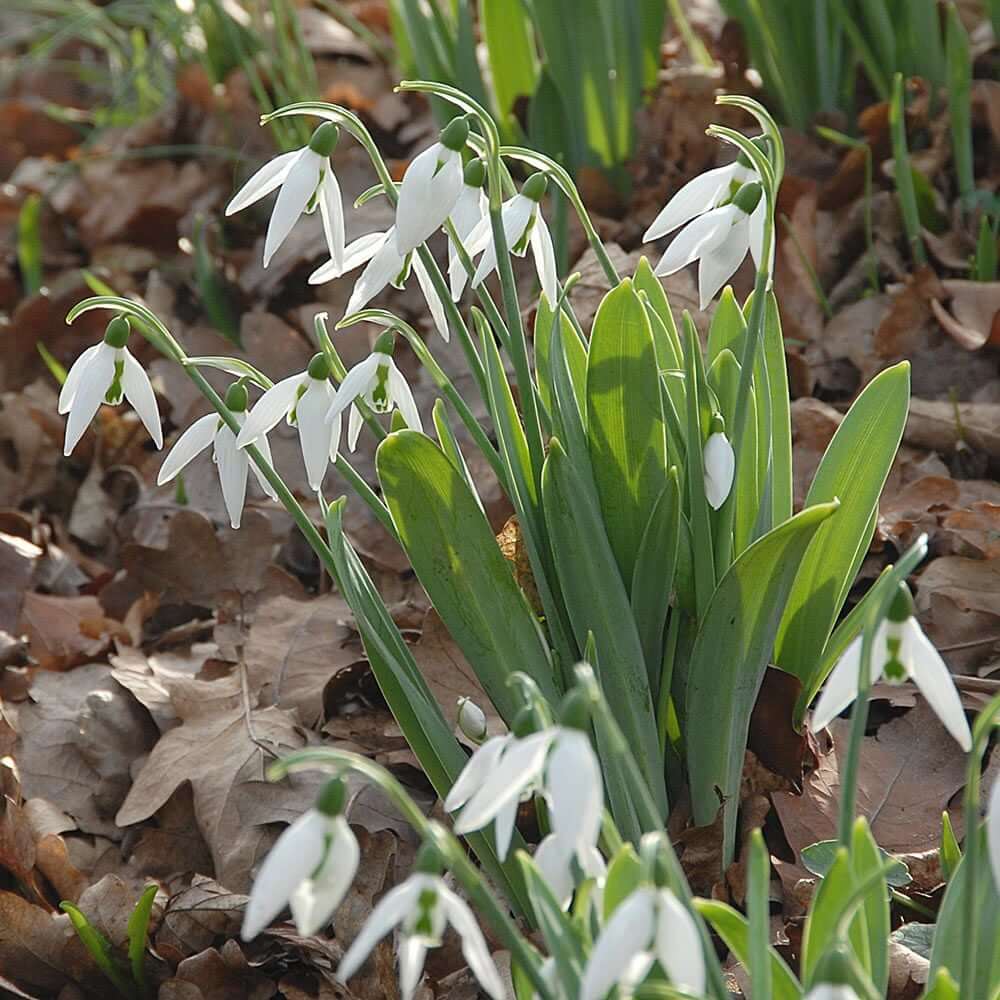 European Snowdrop plant