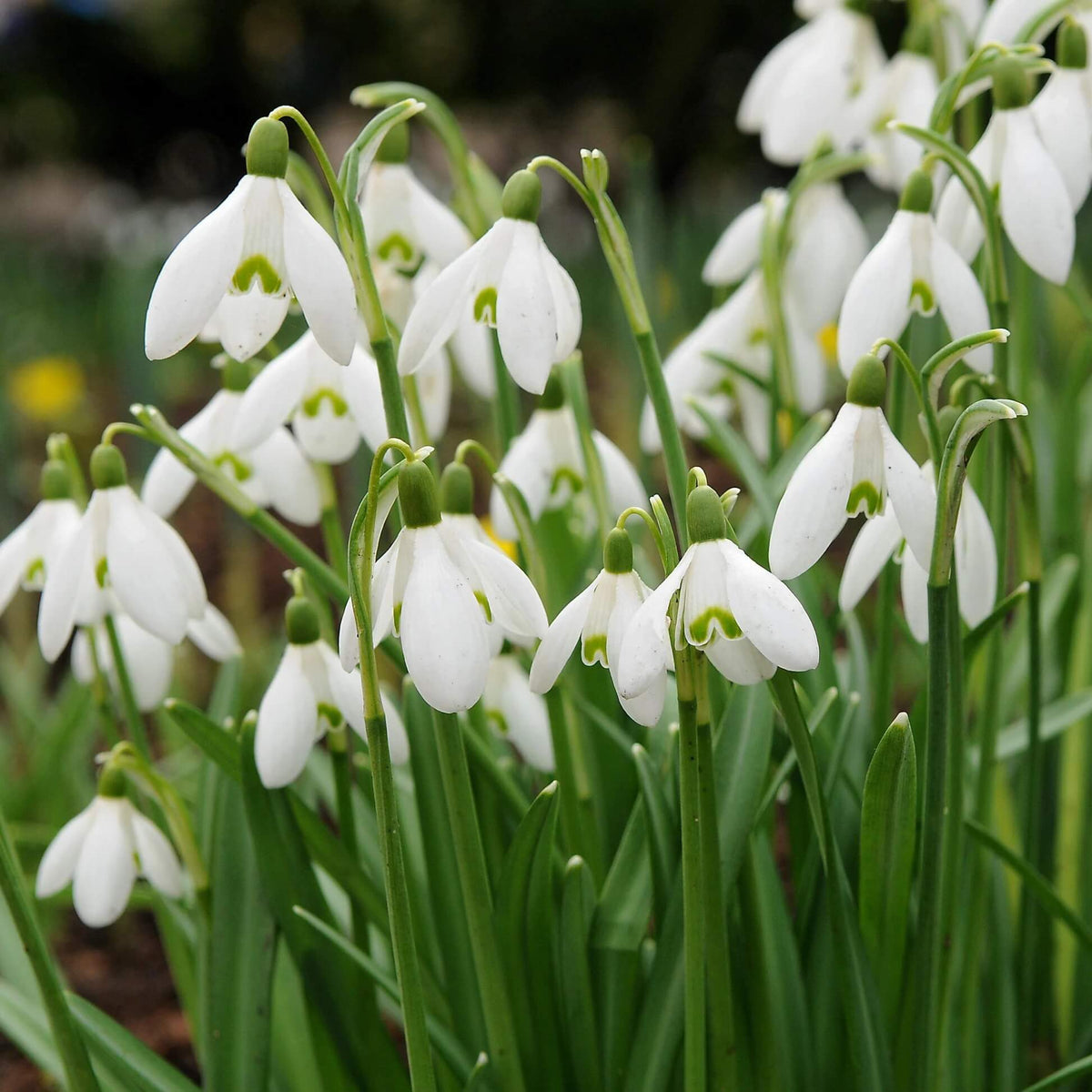 European Snowdrop plant