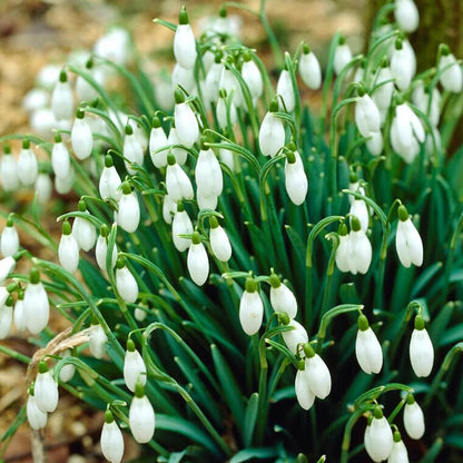 European Snowdrop plant