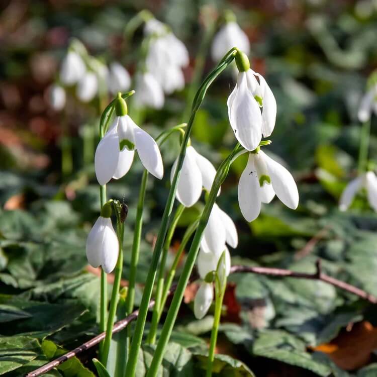 European Snowdrop plant