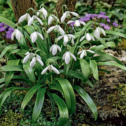 European Snowdrop plant