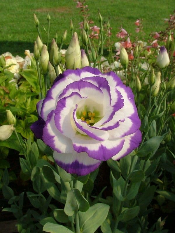 Blue White flower seeds
