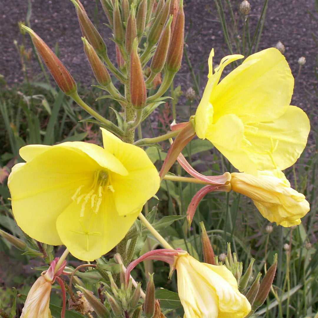 Yellow Primrose flower seeds