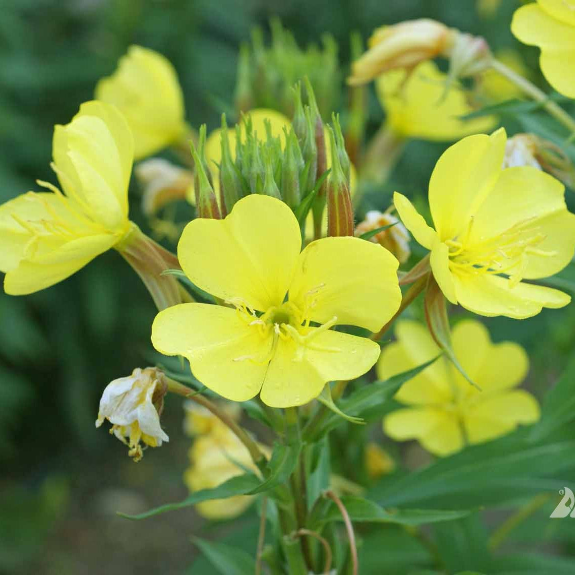Common Evening Primrose plant