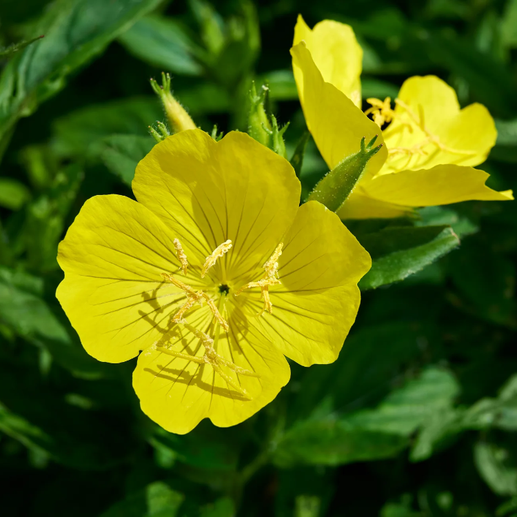 Common Evening Primrose plant