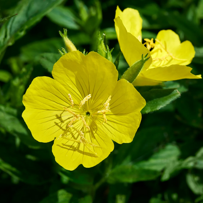 Common Evening Primrose plant