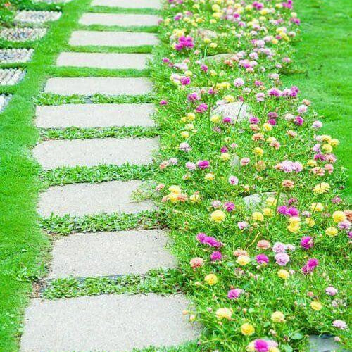 Evergreen Ground Cover plant