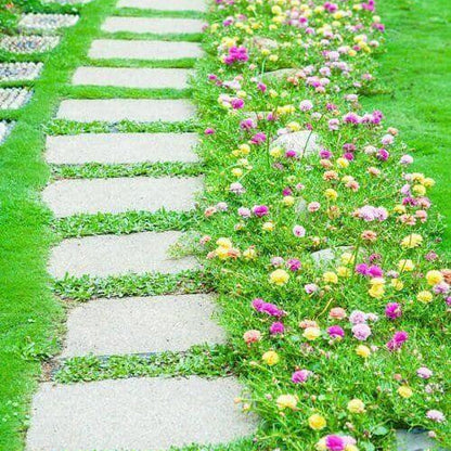 Evergreen Ground Cover plant