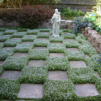 Evergreen Ground Cover plant