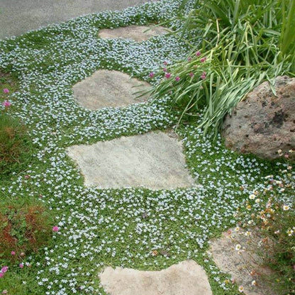 Evergreen Ground Cover plant