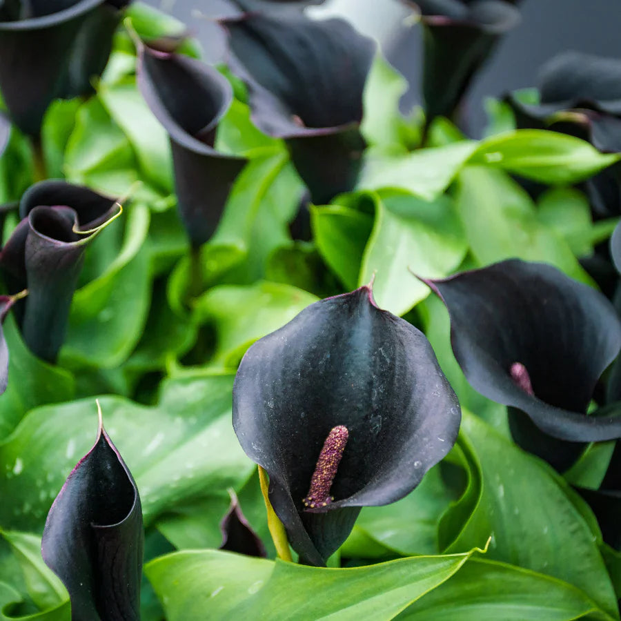 Black Calla flower seeds
