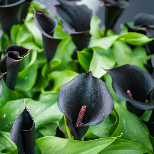Black Calla flower seeds