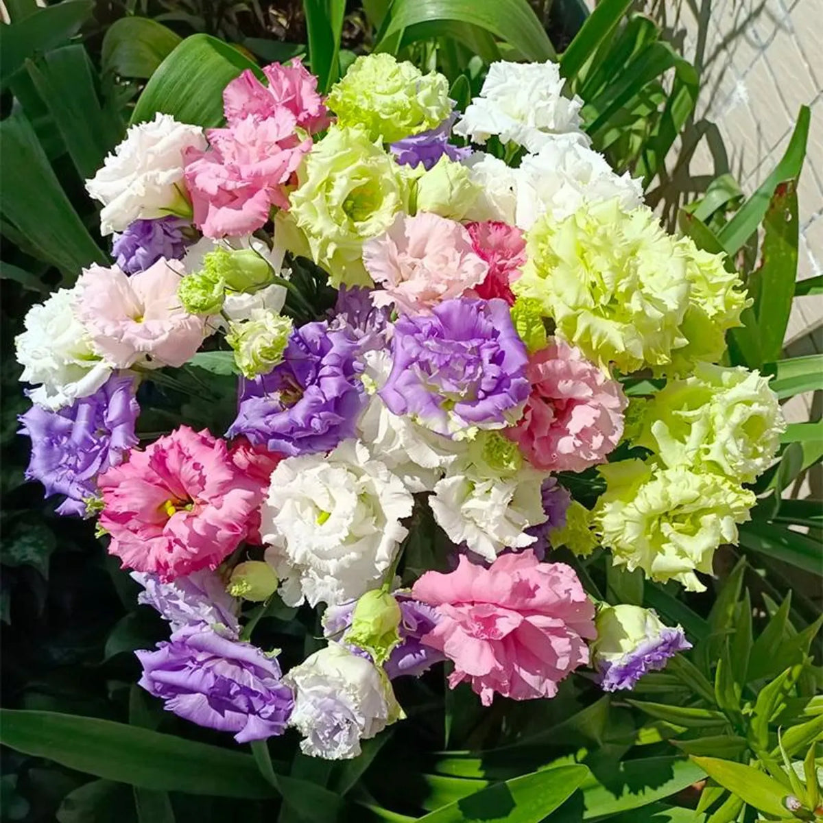 Exotic mixed double lisianthus flowers in assorted colors growing in a garden