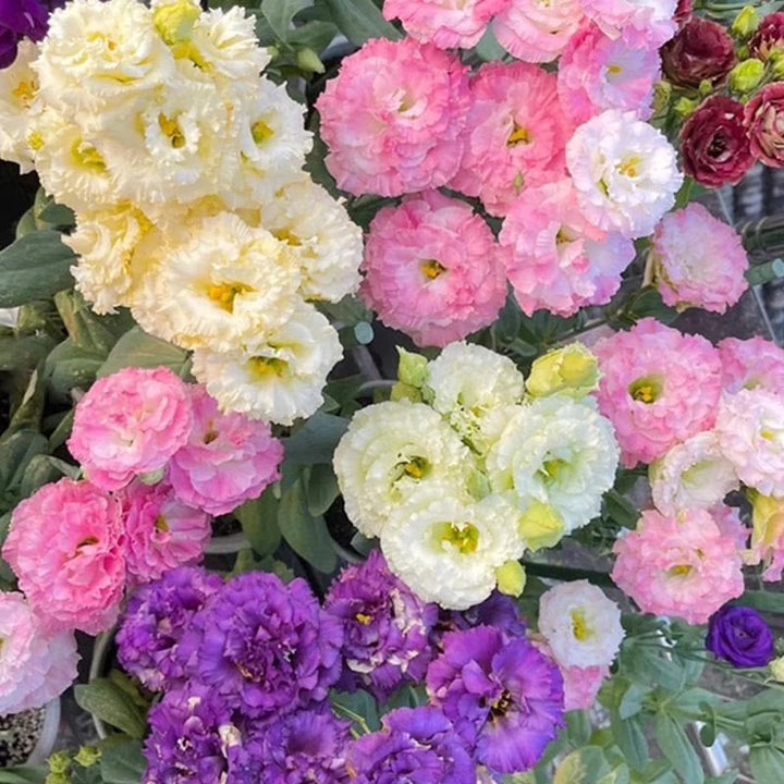 Exotic mixed double lisianthus flowers in assorted colors growing in a garden
