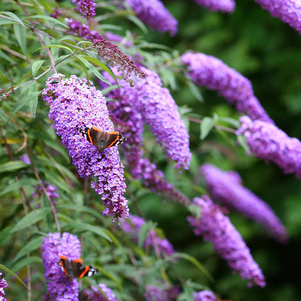 Buddleia flower seeds
