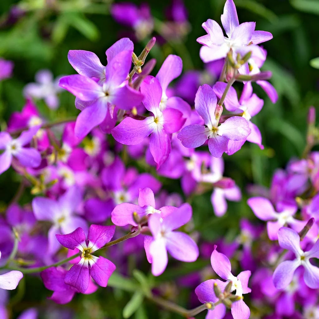 Purple Eveningscented flower seeds