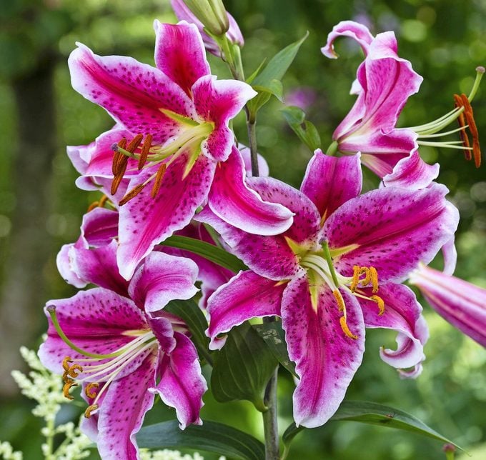Pink White flower seeds