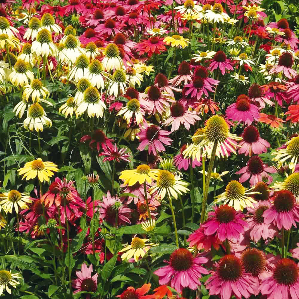 Echinacea Lustre flower seeds