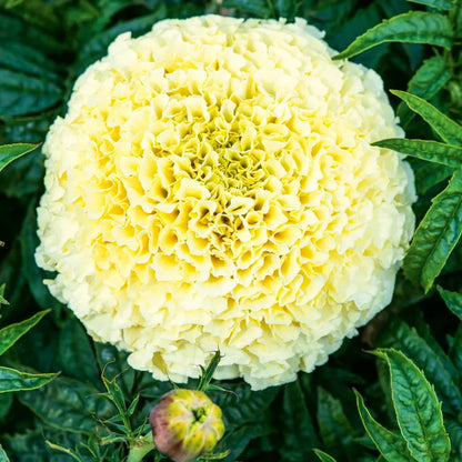 American Eskimo Marigold plant