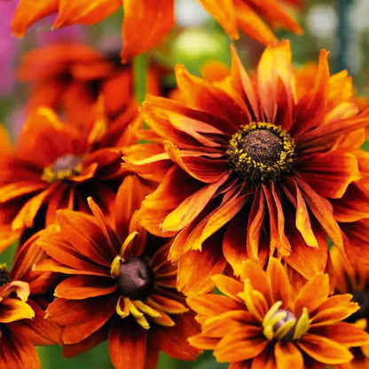 Autumn Rudbeckia plant