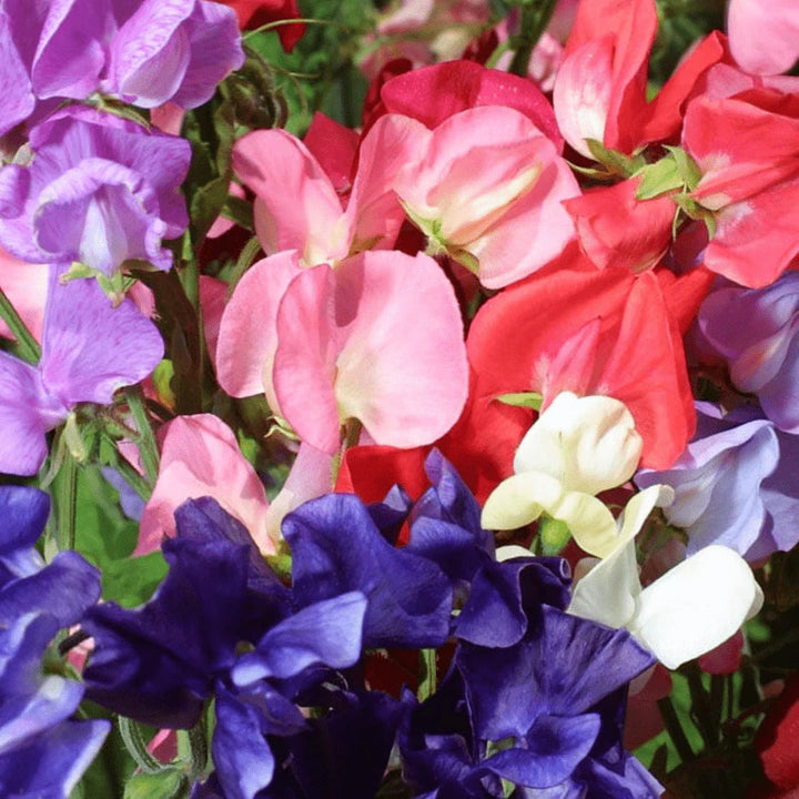 Mammoth Choice flower seeds