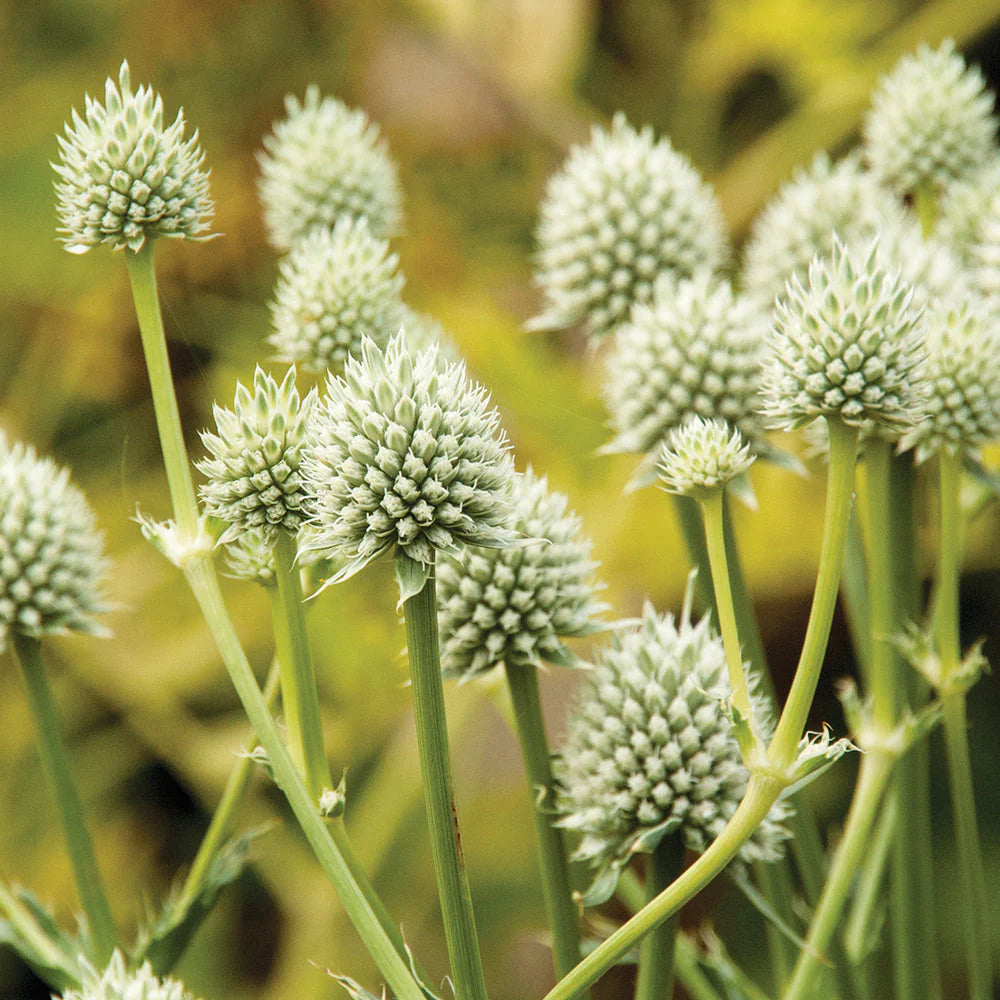White Eryngium flower seeds