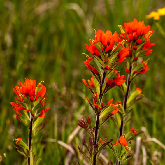 Castilleja flower seeds