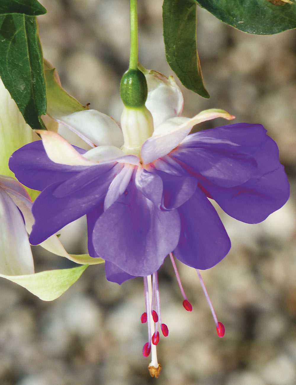 Blue Fuchsia flower seeds