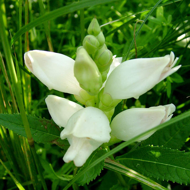 White Turtlehead flower seeds