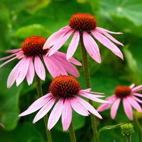 Coneflower flower seeds
