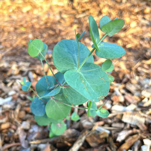 Silver Dollar flower seeds