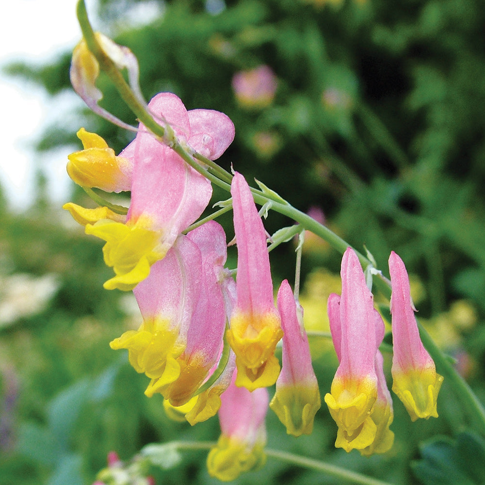 Pink Rock flower seeds