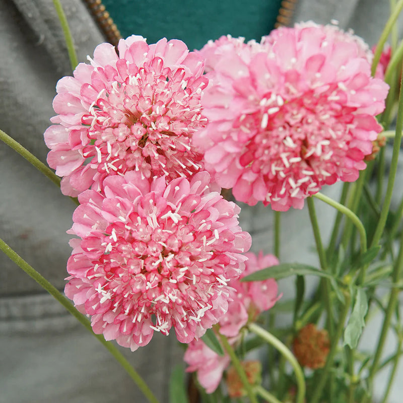 Pink Scabiosa Salmon Flower Seeds for Planting – Heirloom Non-GMO Garden Seeds