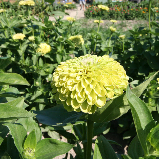 Envy Zinnia flower seeds