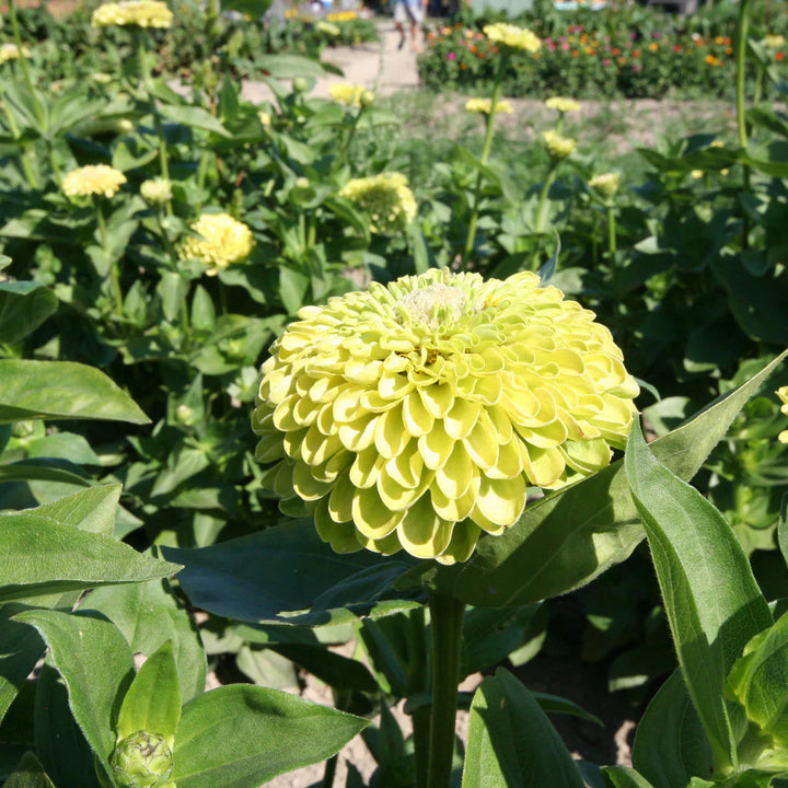 Envy Zinnia flower seeds