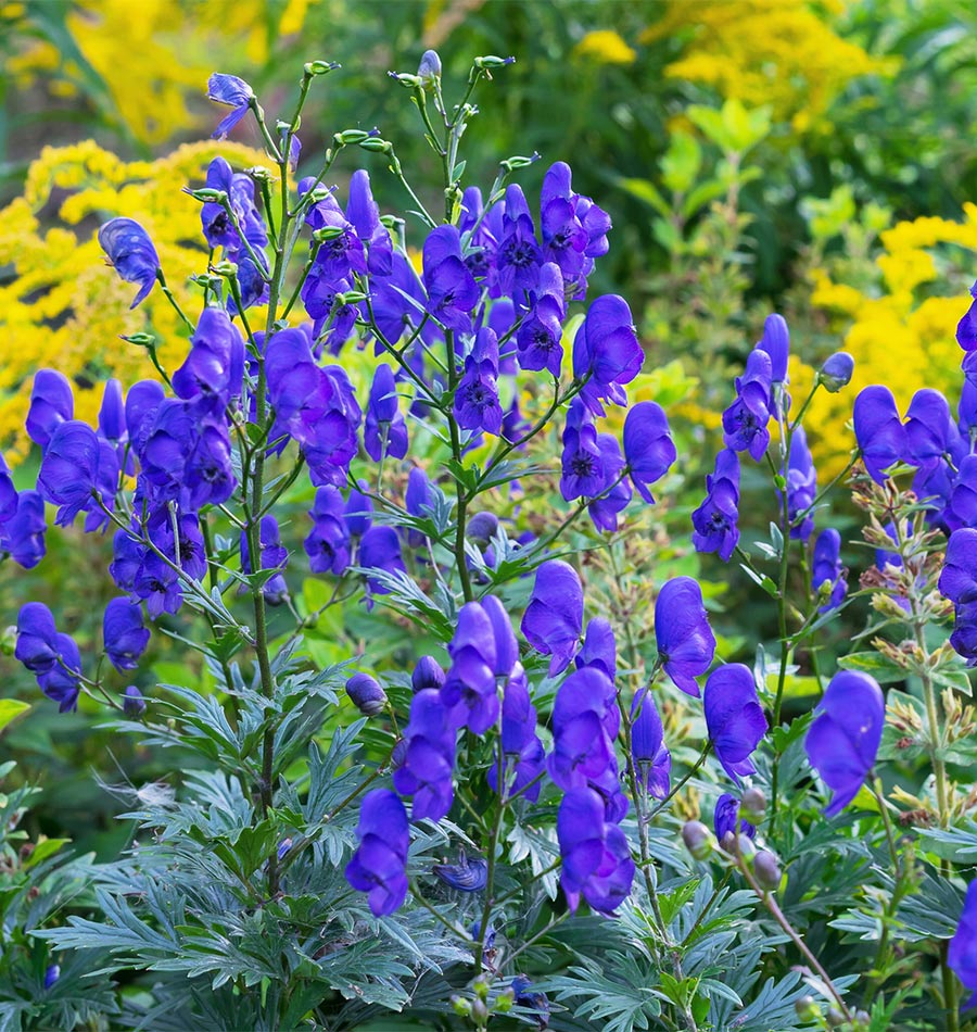 Aconite flower seeds