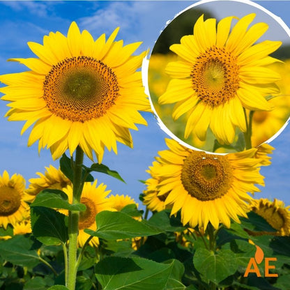 Sunflower flower seeds