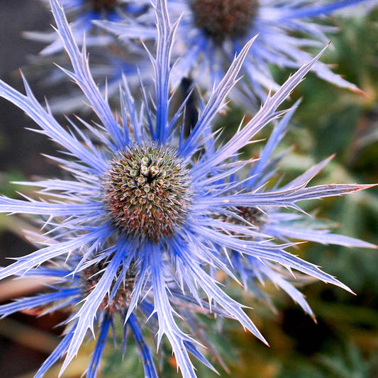 Alpinum flower seeds