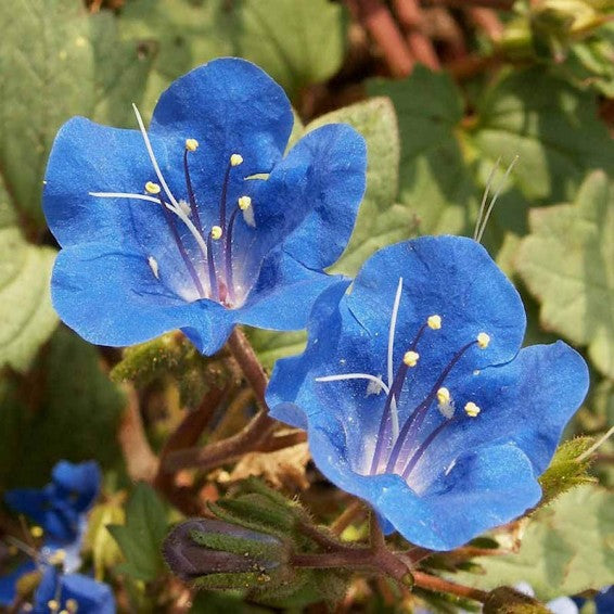 Campanularia flower seeds