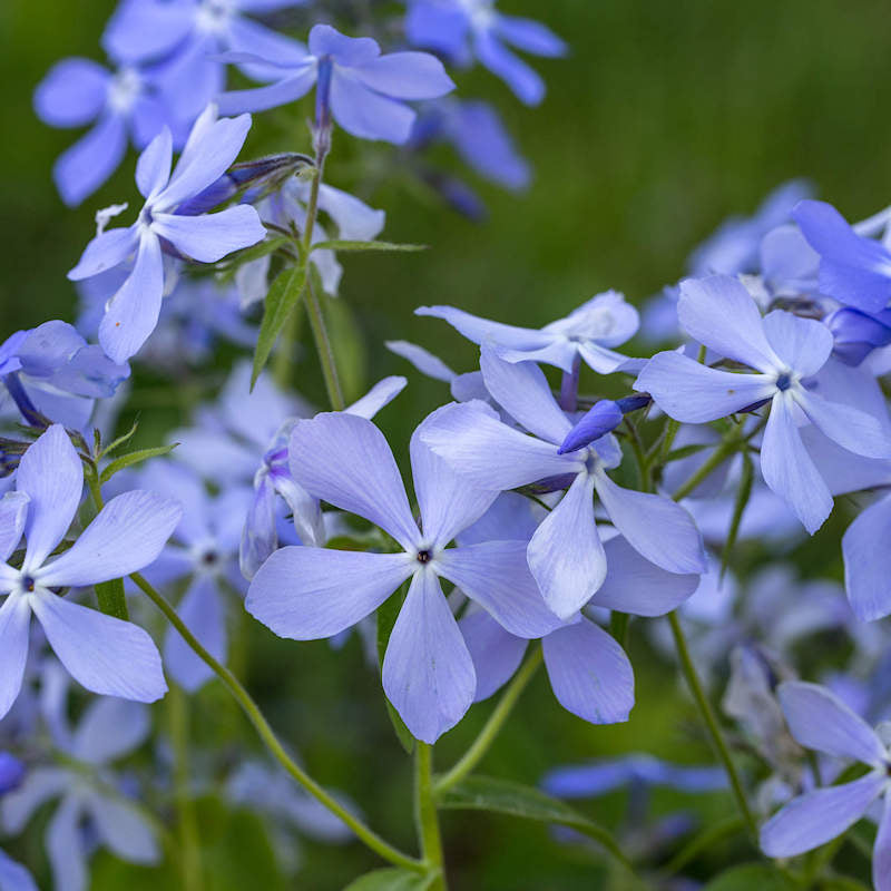 Blue Cutting Phlox plant