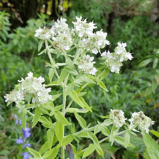 White Mountain flower seeds