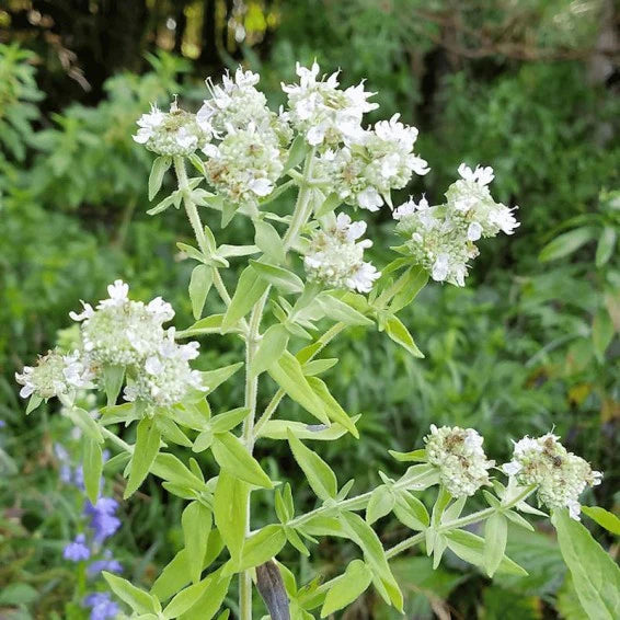 White Mountain flower seeds