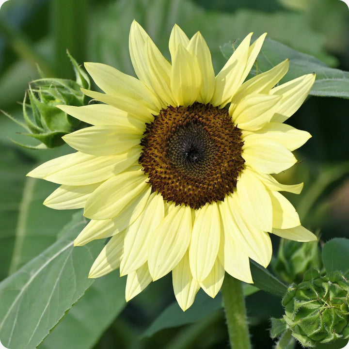 Yellow Lemon flower seeds
