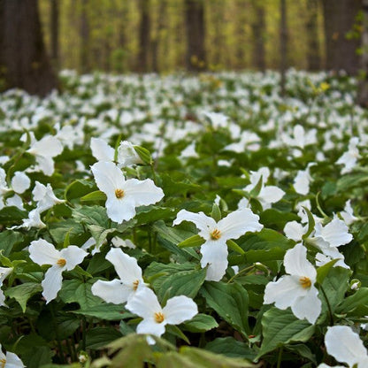 Trillium flower seeds