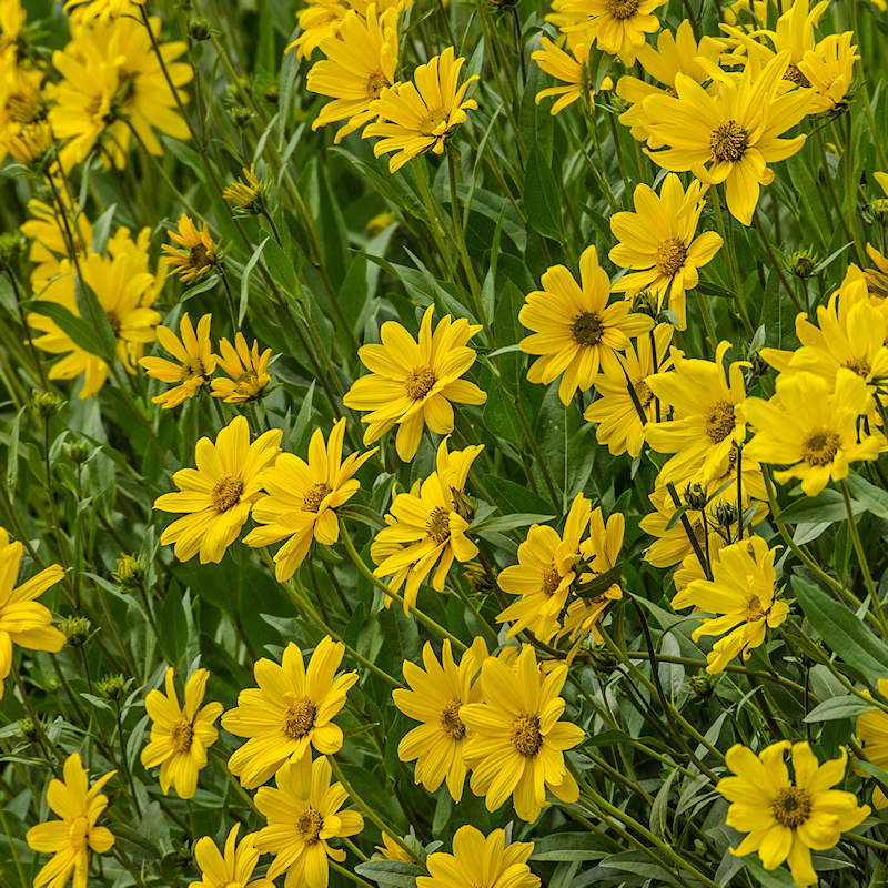 Goldeneye Viguiera flower seeds